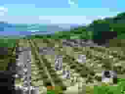 高塔山墓苑