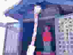 新高の紫苑