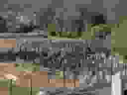 橘墓苑