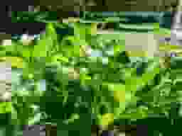 速成寺 納骨堂・樹木葬