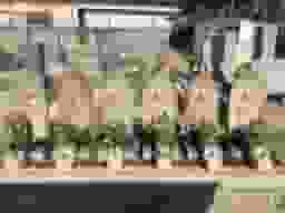 勝部墓地