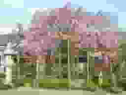 春には枝垂桜が優しく迎えてくれます