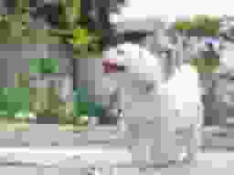 ペットも傍でお眠りいただけます。