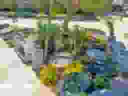 しまだ阿知ケ谷庭苑
