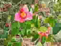 寿光墓苑・自然葬墓（樹木葬墓）