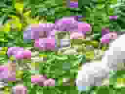 千光寺