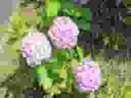 季節の花が咲き、自然豊かな霊園です。