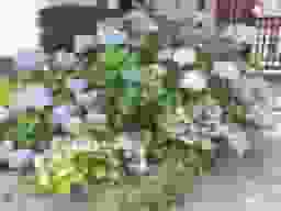 大善寺墓苑