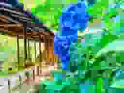 広尾の杜