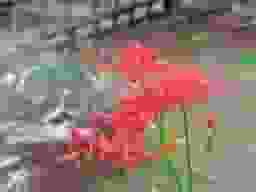 無量寺墓苑