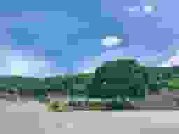 苑内風景