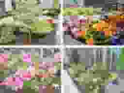 園内の色とりどりの植栽