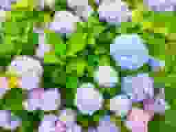 アジサイ