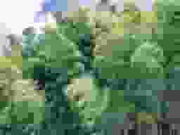 竹林