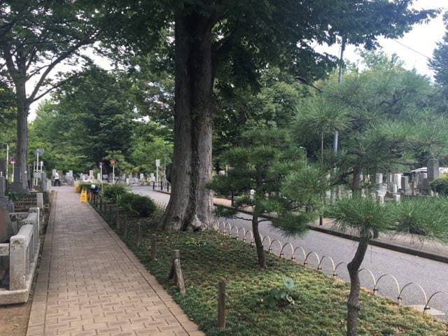 都立 雑司ヶ谷霊園　煉瓦敷きの参道
