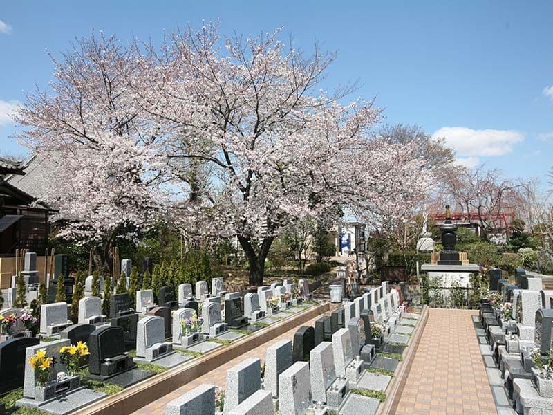 染谷の里 大宮四季彩霊苑　桜が咲き誇る園内