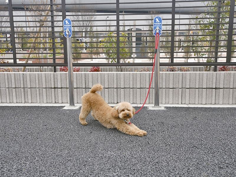 三郷中央聖地ではペットを連れてお墓参りされる方もいます