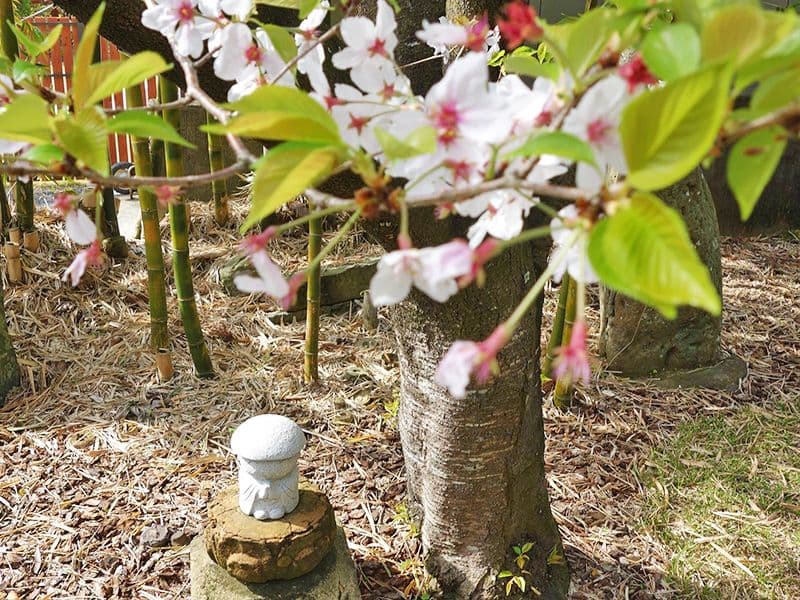 樹木葬「桜雲」