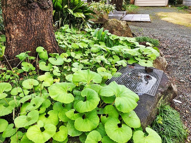 報身寺