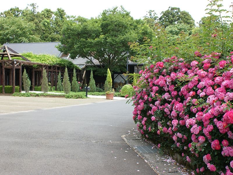 佐倉ふれあいパーク　咲き誇るバラの花