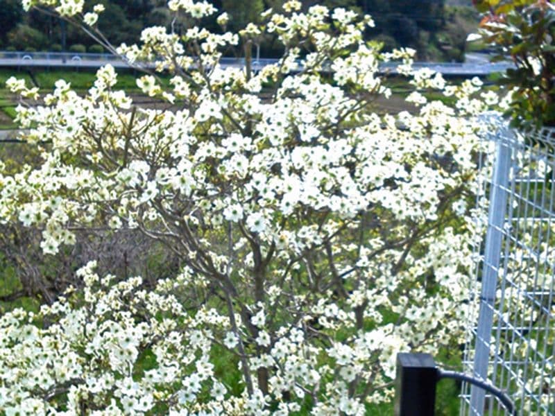 ヒルズ川崎聖地