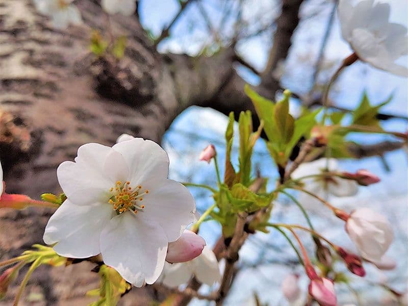 東山霊園 庭園墓 花樂苑
