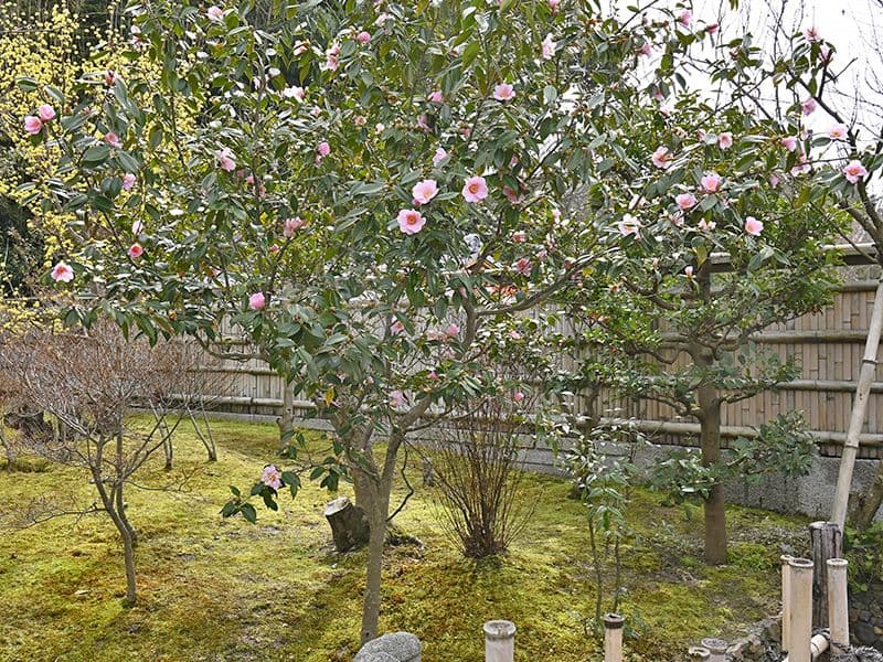月眞院