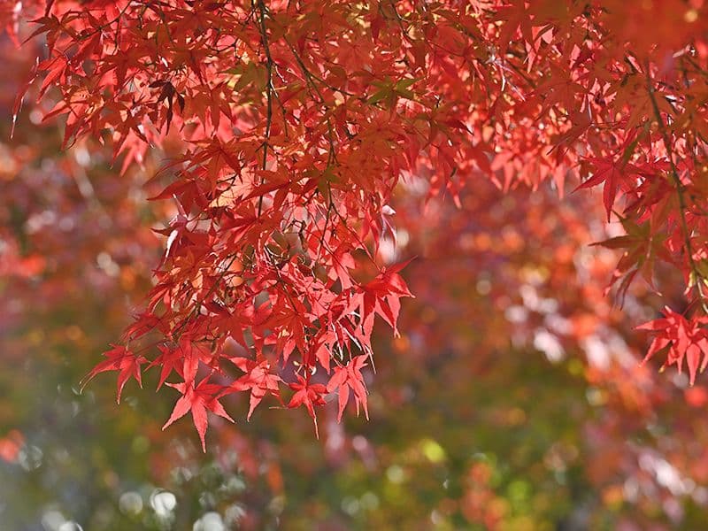 月眞院