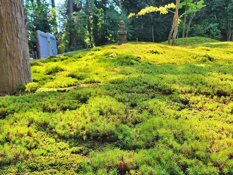 東福寺 正覚庵 樹木葬 法洲苑