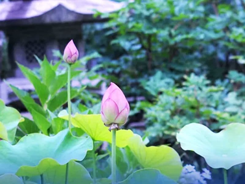 新座令和の杜