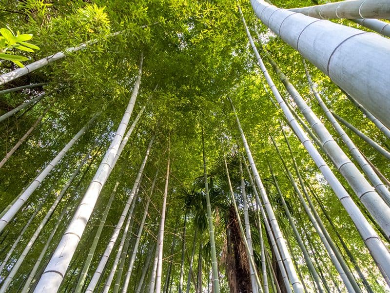 相頓寺墓苑