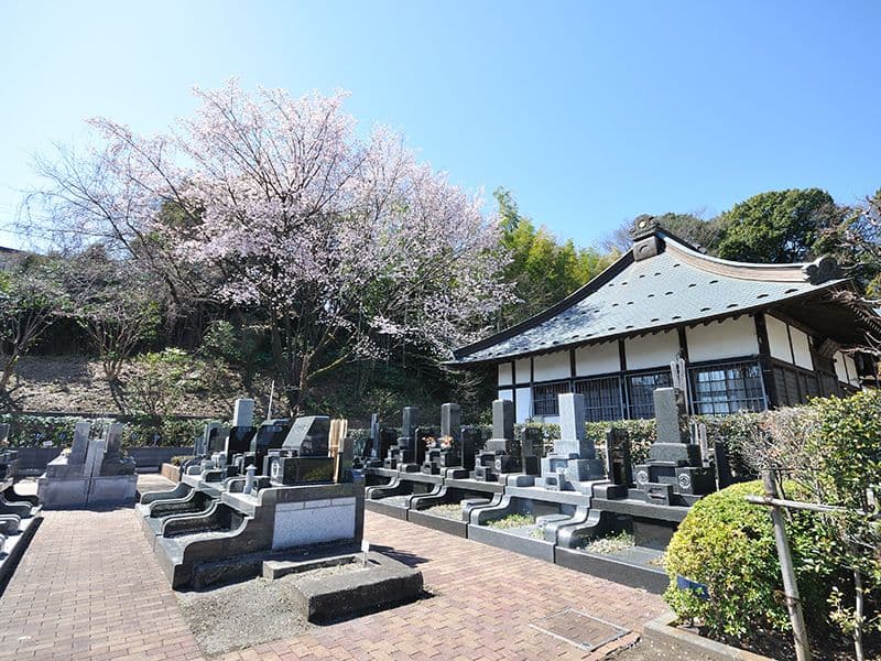 桜の木の下で眠る特選区