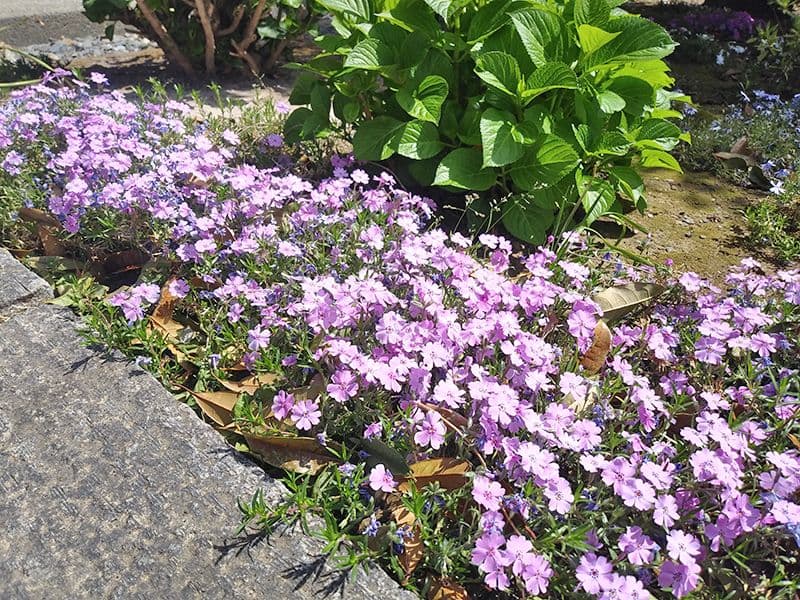 メモリーガーデンあじさいの杜霊園
