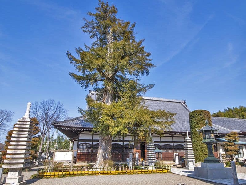 天祐山 仁叟寺 永代供養墓・樹木葬