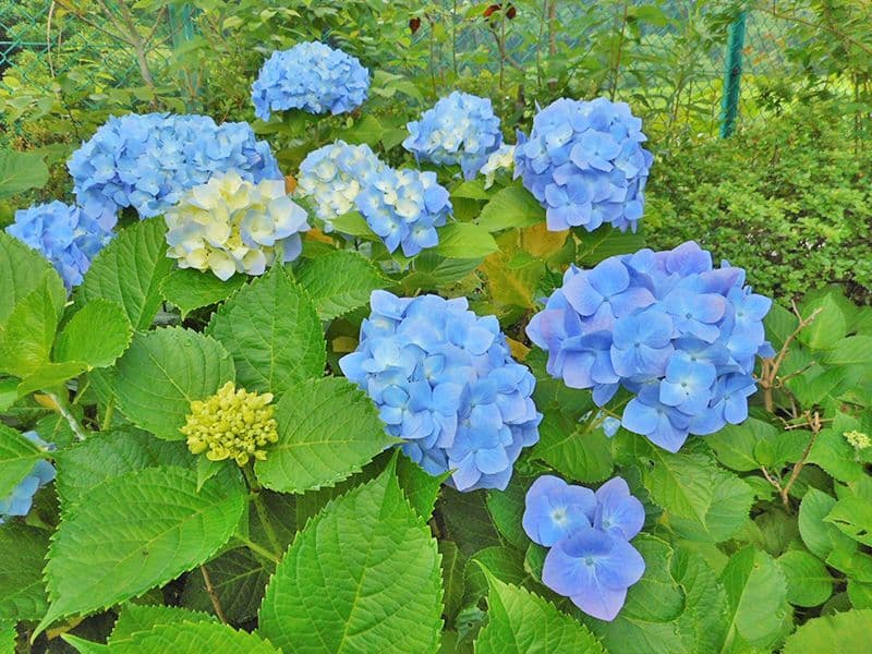 酒々井霊園