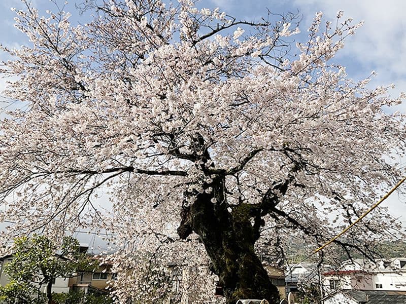 ロイヤル小田原樹木葬墓地
