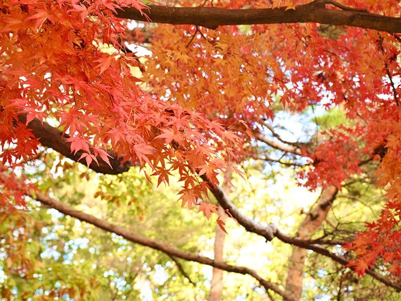 高崎霊園 大乗寺