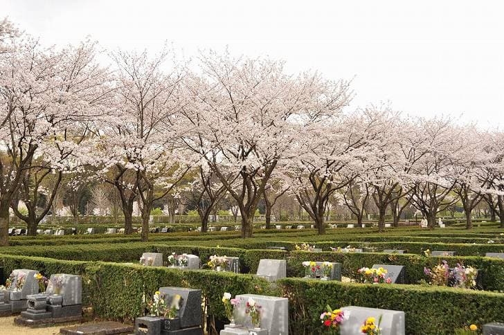さいたま市営霊園 思い出の里　ピンクと緑のコントラストが美しい園内