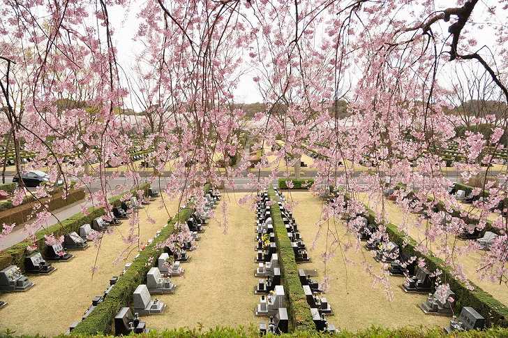 さいたま市営霊園 思い出の里　広い芝生墓地の様子