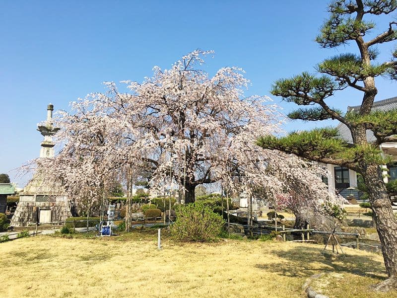 正眼寺 三ツ渕霊苑