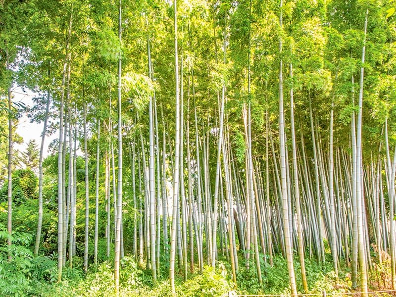 大慶寺 永代供養墓・樹木葬