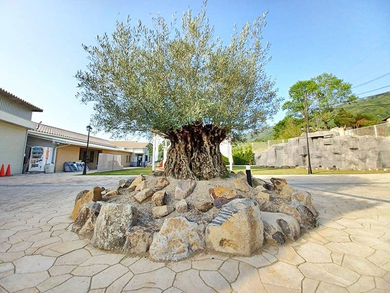 樹齢500年のオリーブがシンボルツリー