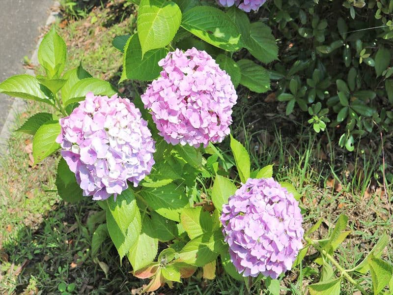 季節の花が咲き、自然豊かな霊園です。