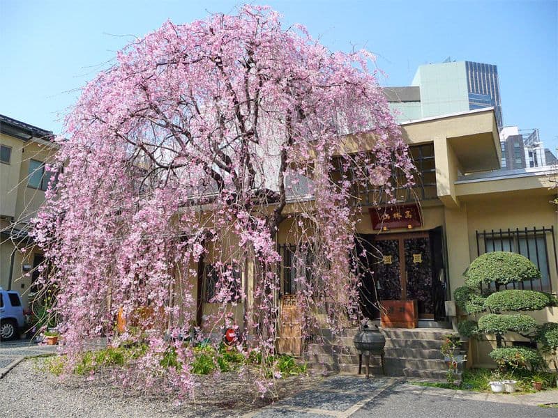 法典寺