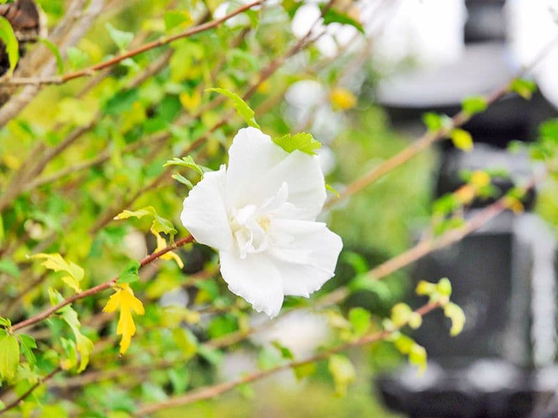 花木の彩 新埼玉霊園
