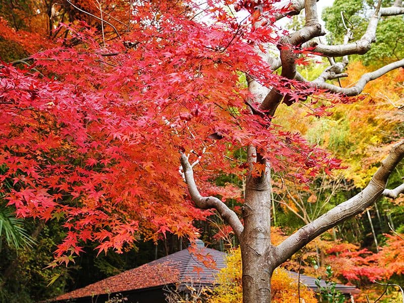 北白川 圓光寺納骨堂・永代供養墓