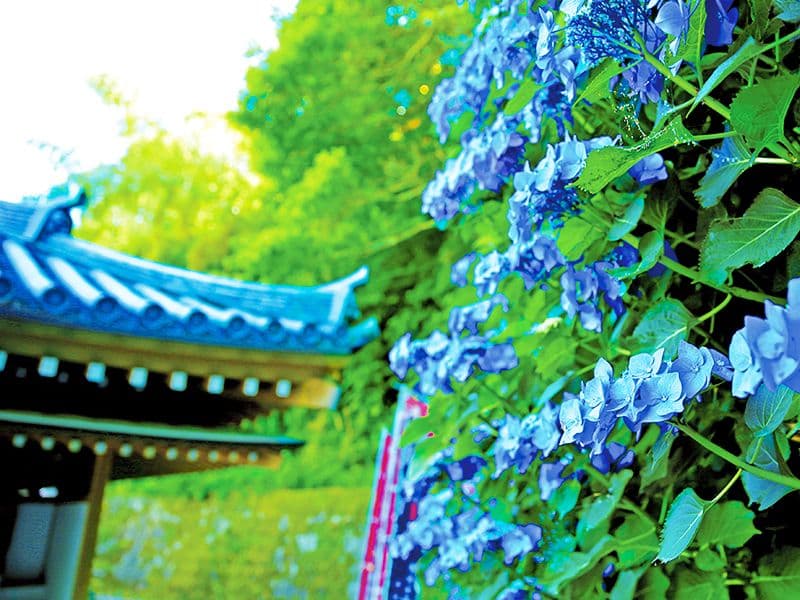 本福寺