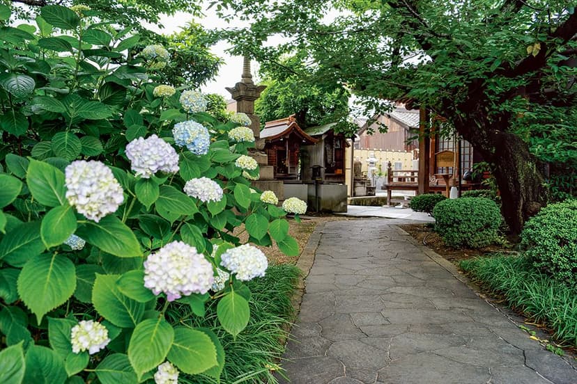 東福寺霊園　参道沿いに咲く紫陽花