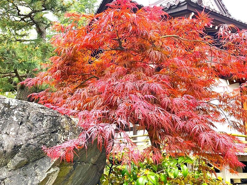 実相寺墓苑