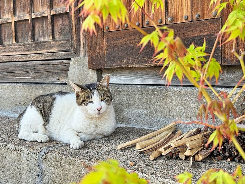 藥王寺 のうこつぼ